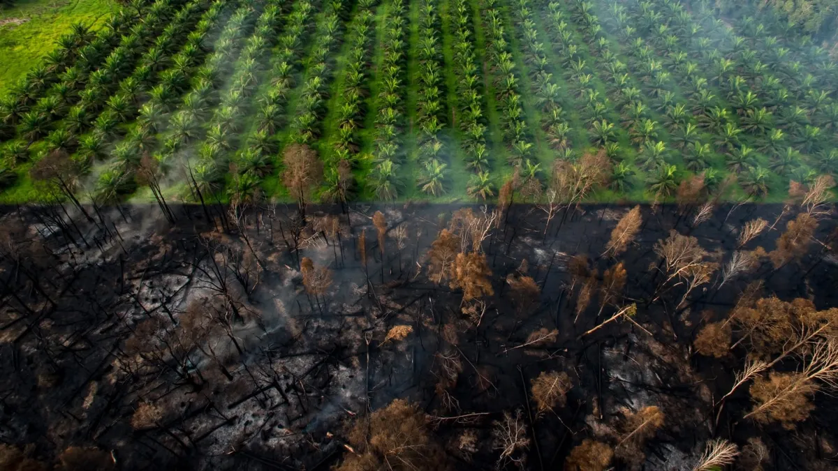 Hutan Ludes Terbakar, Sawit Tetap Hijau: Foto Unggahan DJ Donny Picu Dugaan Karhutla Sengaja