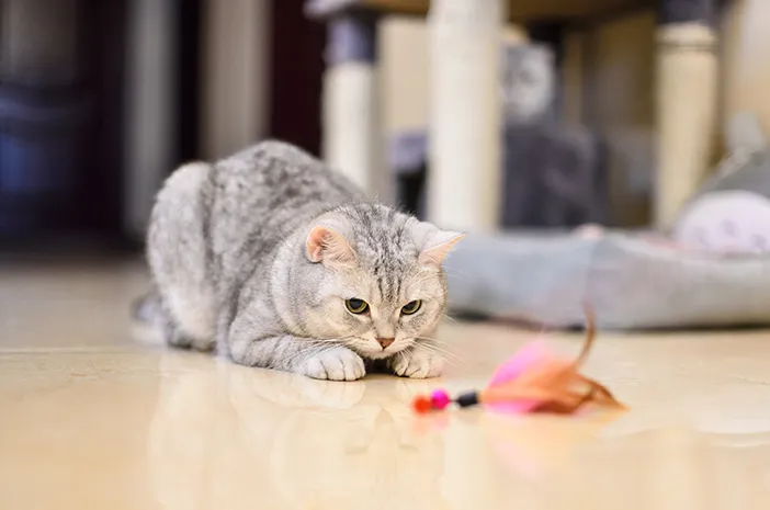 Bukan Sekadar Peliharaan! Inilah 5 Janji Allah yang Wajib Diketahui Umat Muslim Pemelihara Kucing