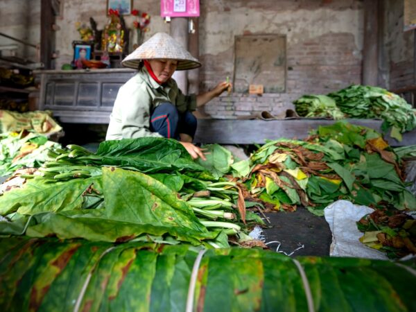 Komoditi Tanaman Tembakau Super